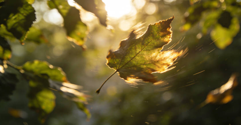 Autumn's Melody